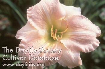 Daylily Hazel Monette